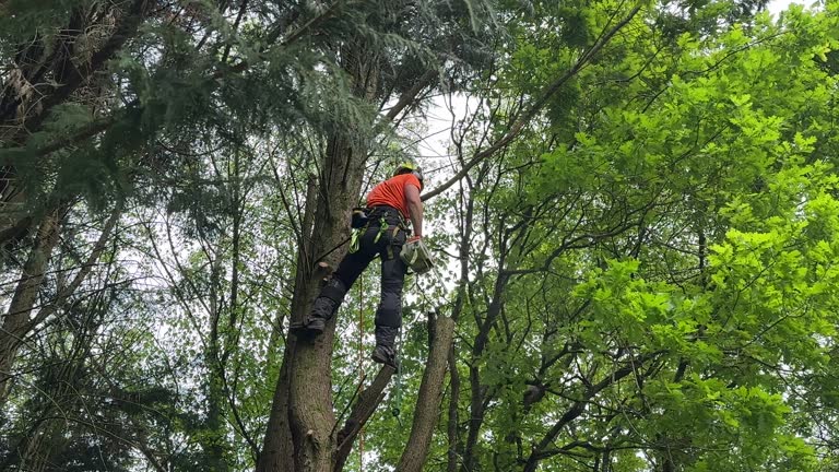 How Our Tree Care Process Works  in Lake Barcroft, VA